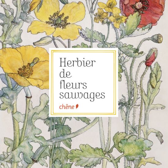 Dessins et peintures, Herbier de fleurs sauvages, Jean-Marie Pelt, Le Chêne
